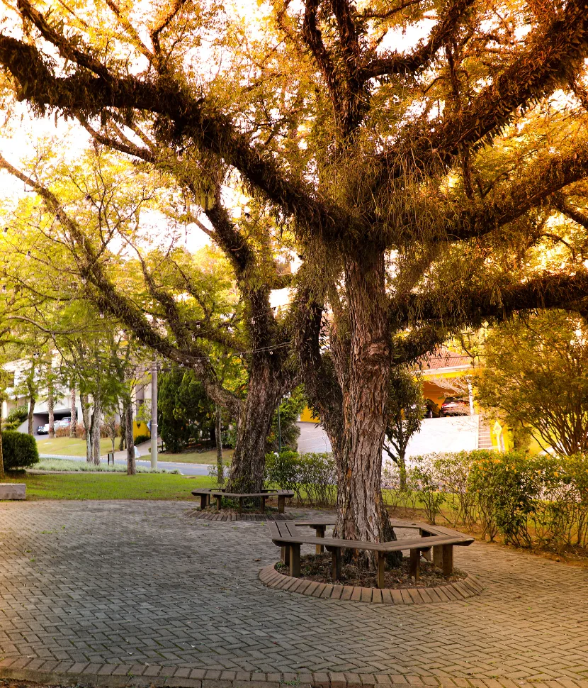 Praça Irerê com a árvore central