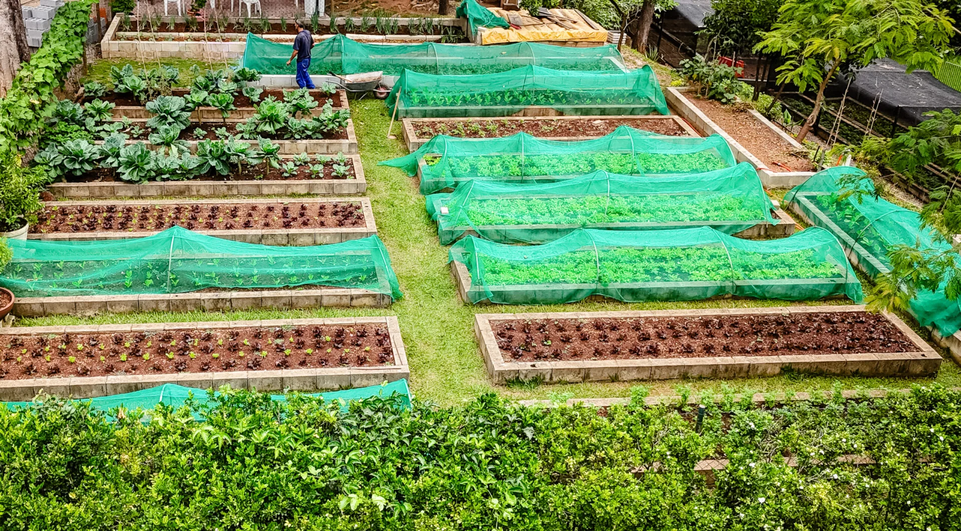 Horta comunitária