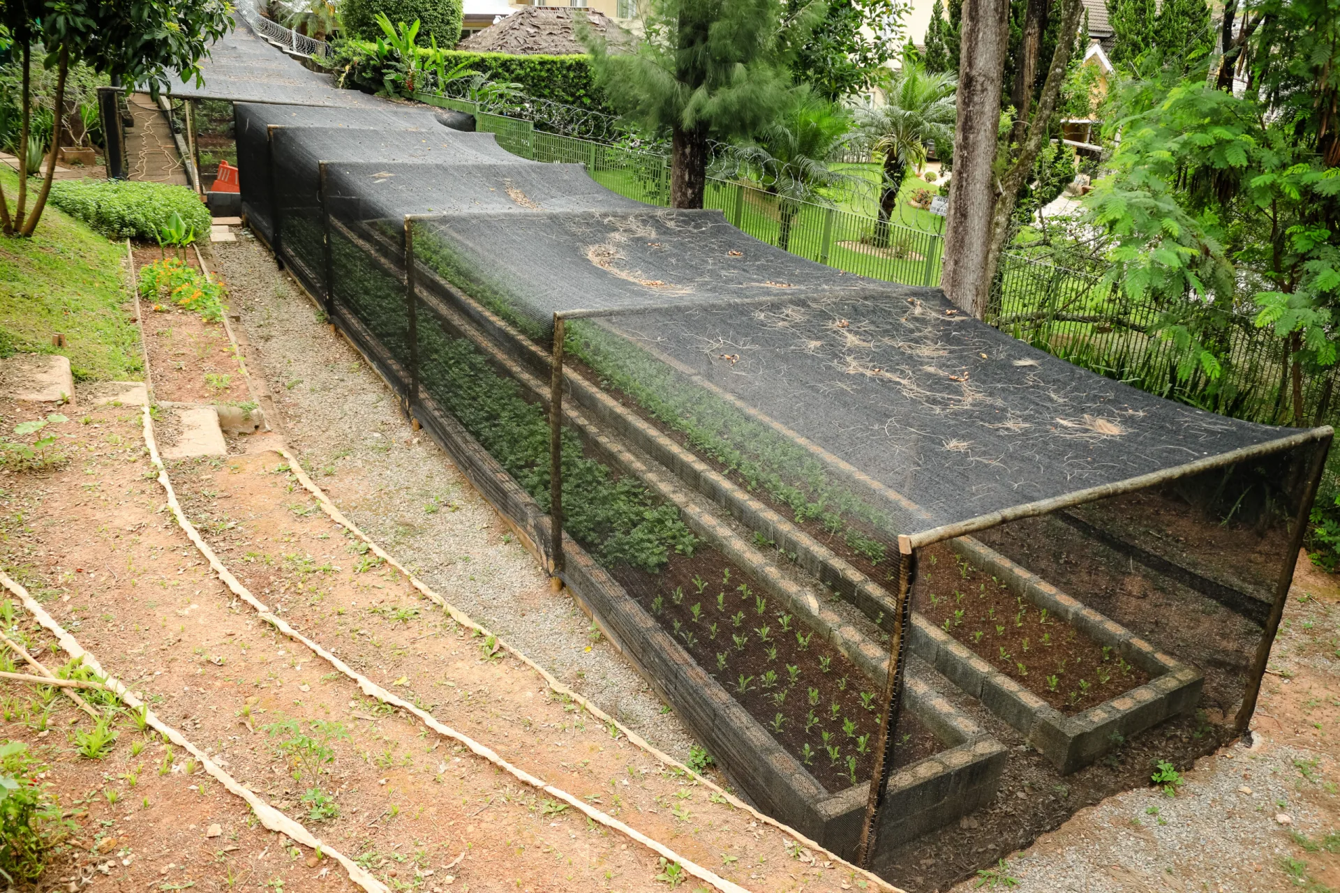 Viveiro de plantas