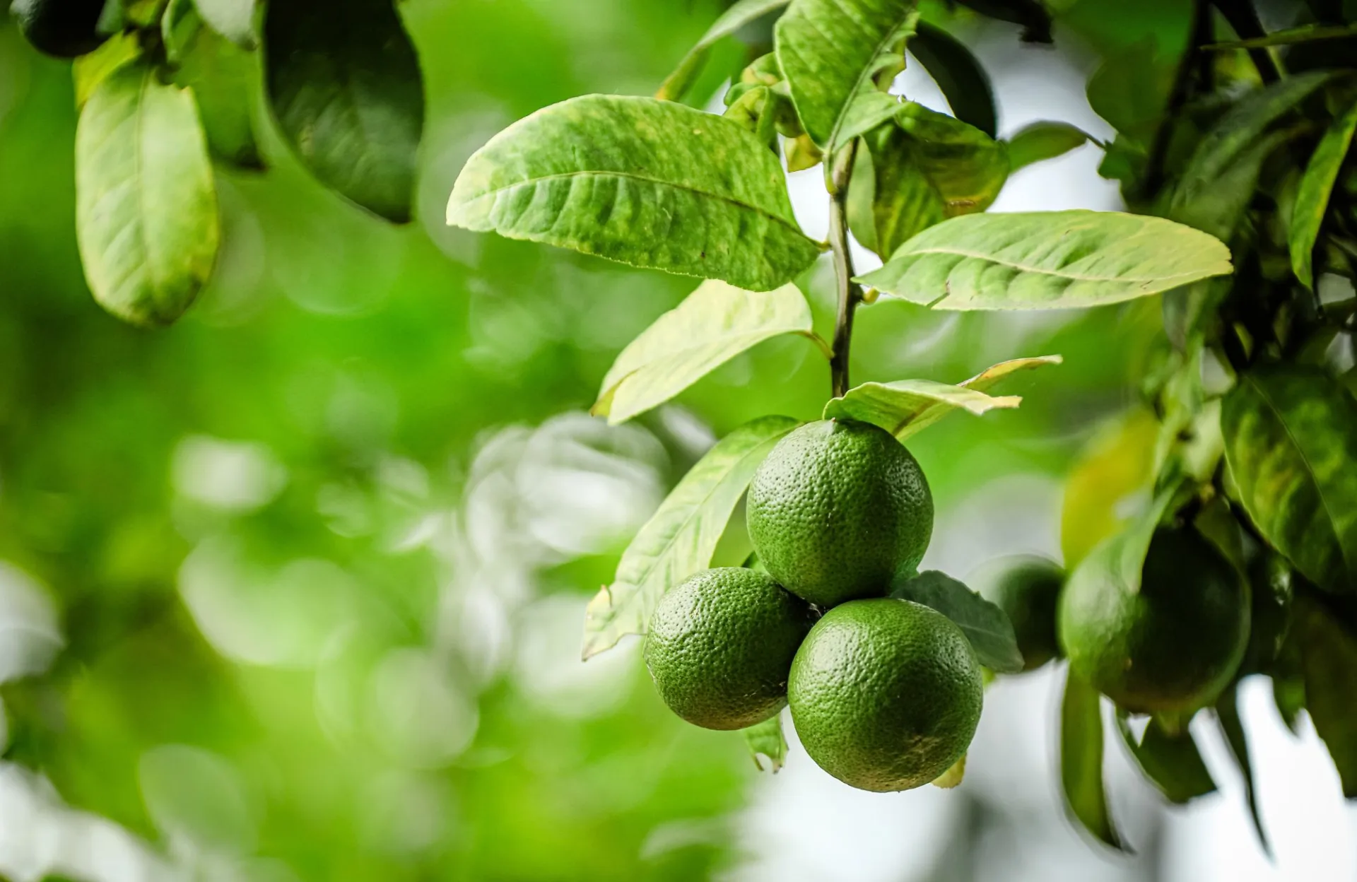Árvores frutíferas nas áreas comuns